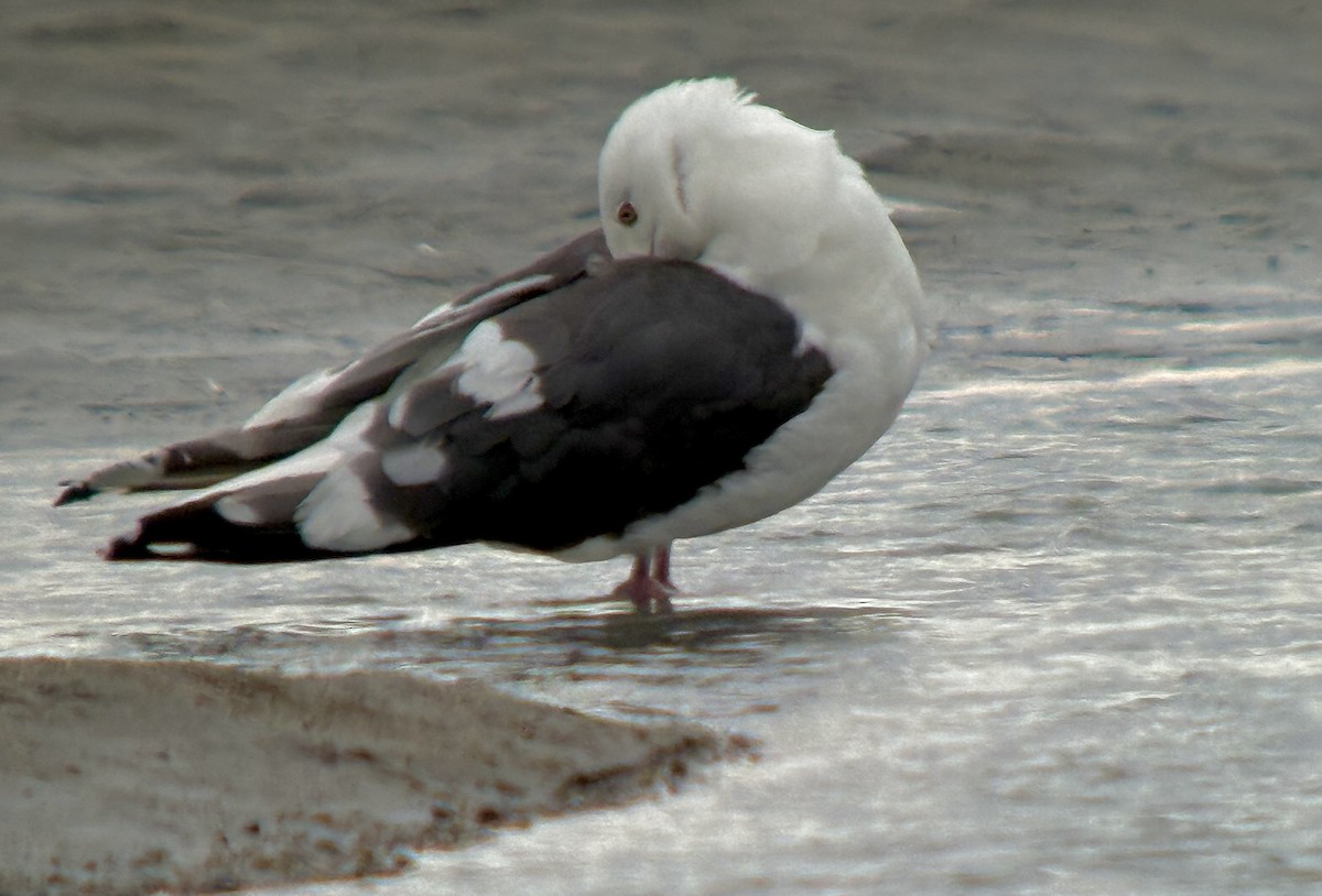 Slaty-backed Gull - ML640418340