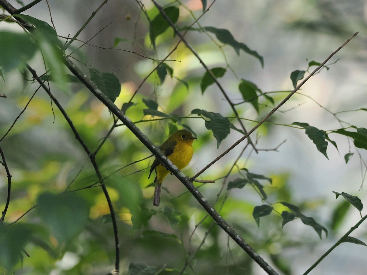 Citrine Canary-Flycatcher - ML640418343