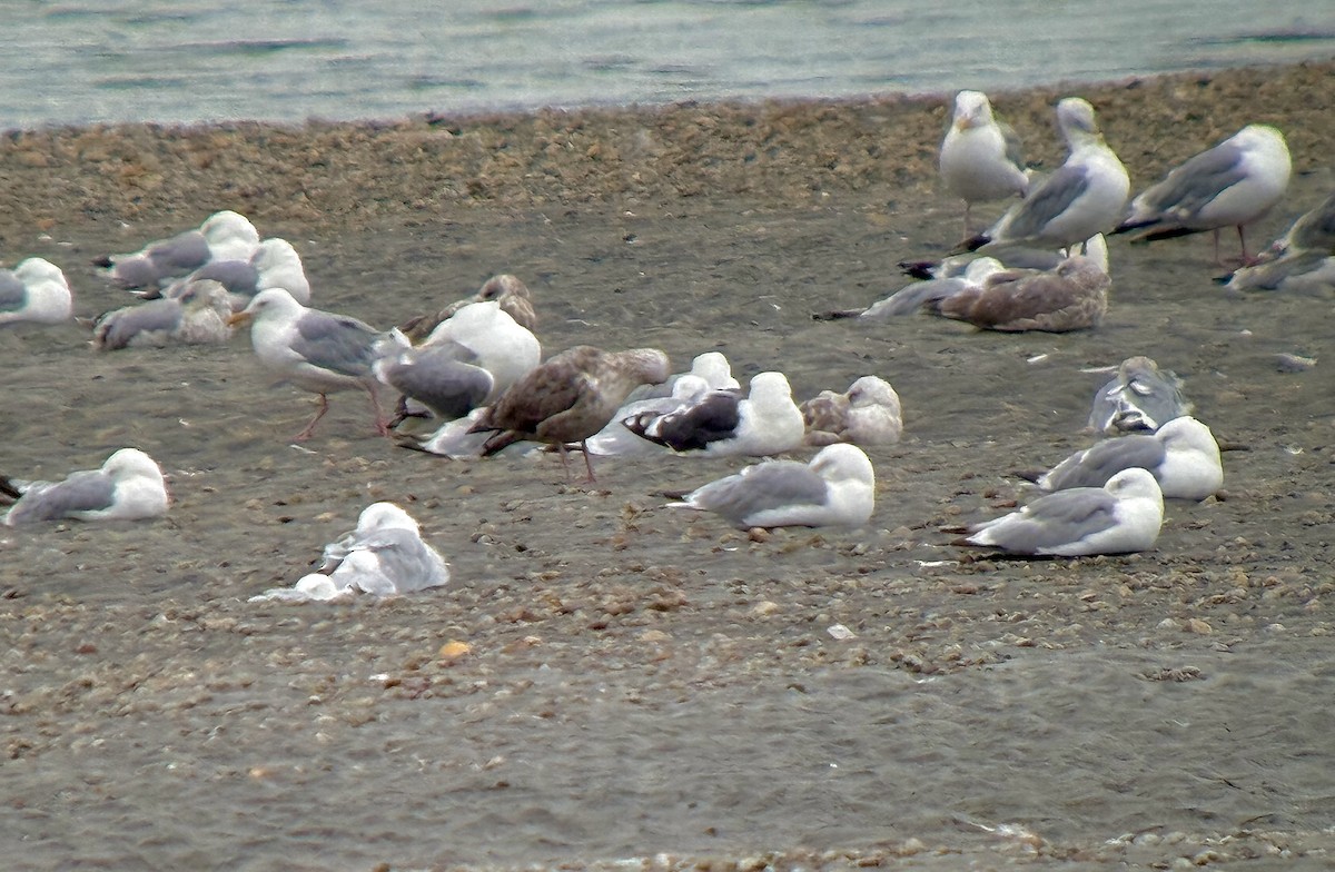 Slaty-backed Gull - ML640418346