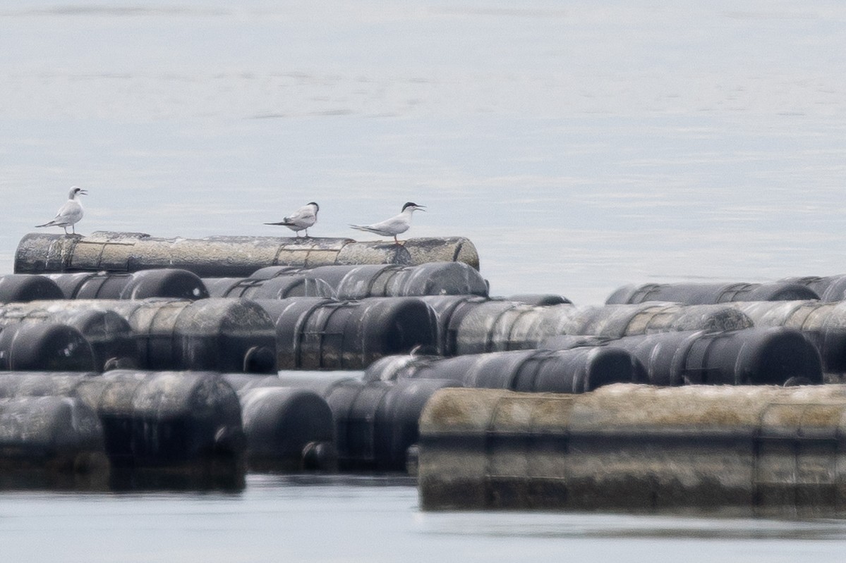 Roseate Tern - ML640418348