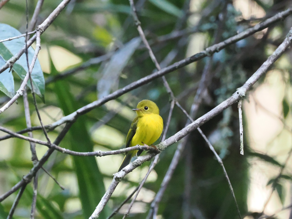 Citrine Canary-Flycatcher - ML640418380