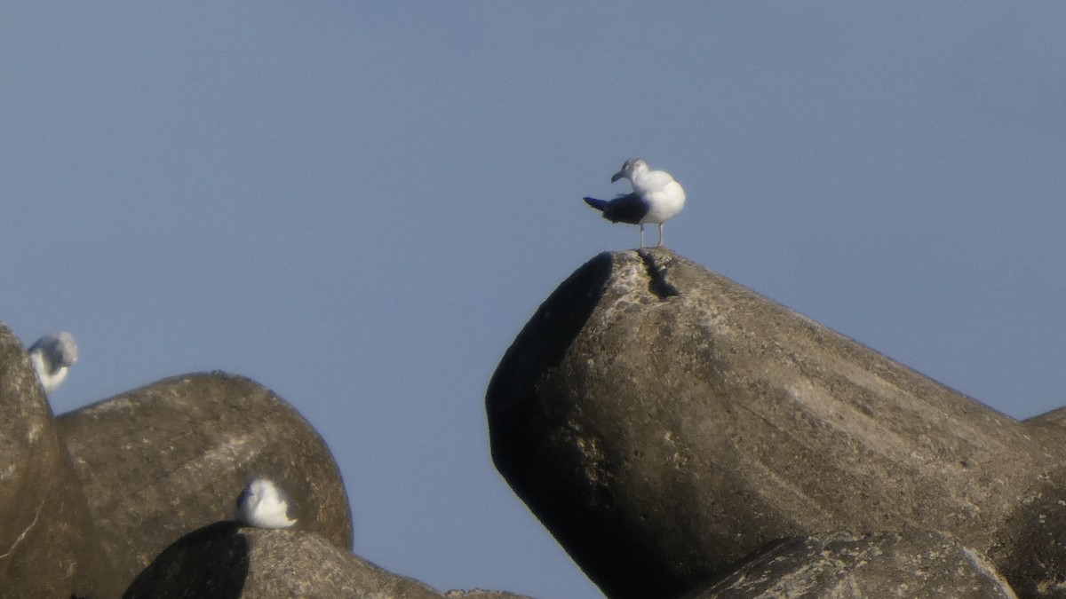 Black-tailed Gull - ML640418428