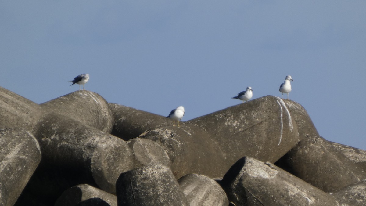 Black-tailed Gull - ML640418430