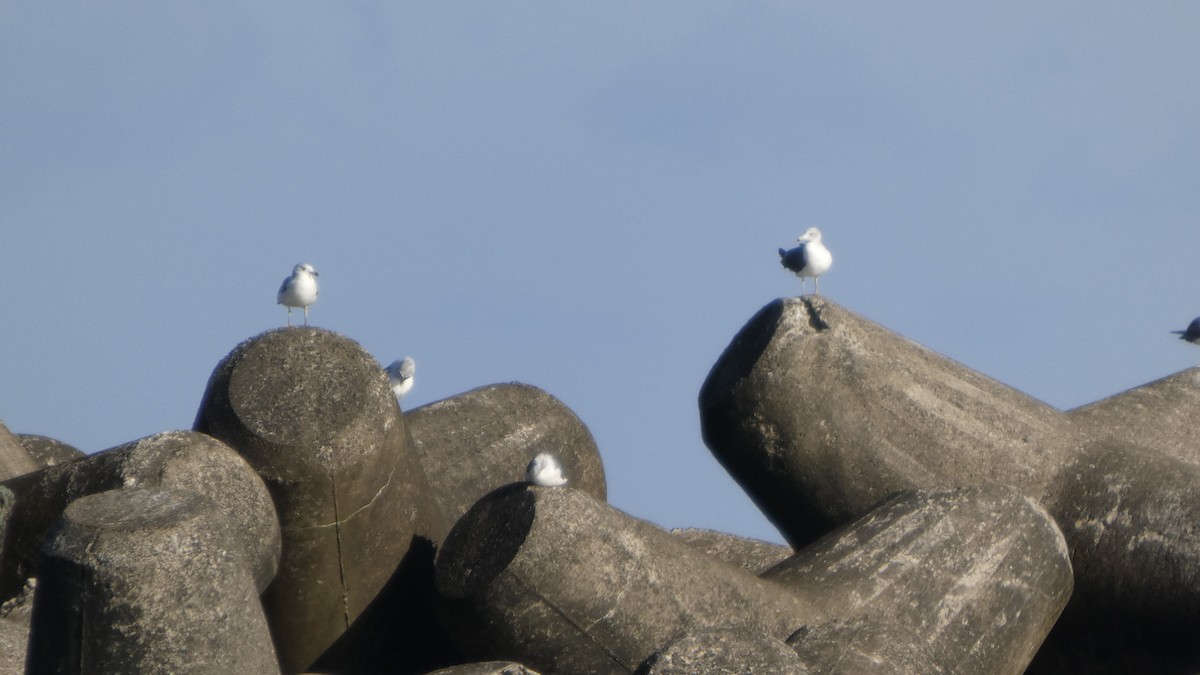 Black-tailed Gull - ML640418431