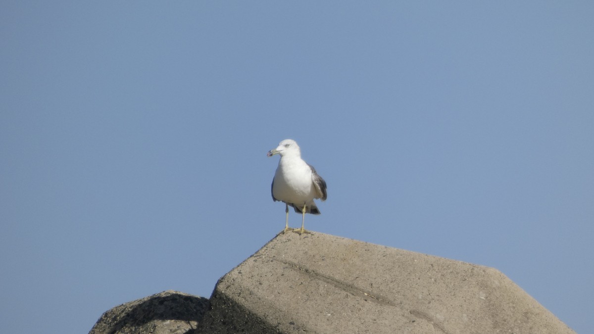 Black-tailed Gull - ML640418433
