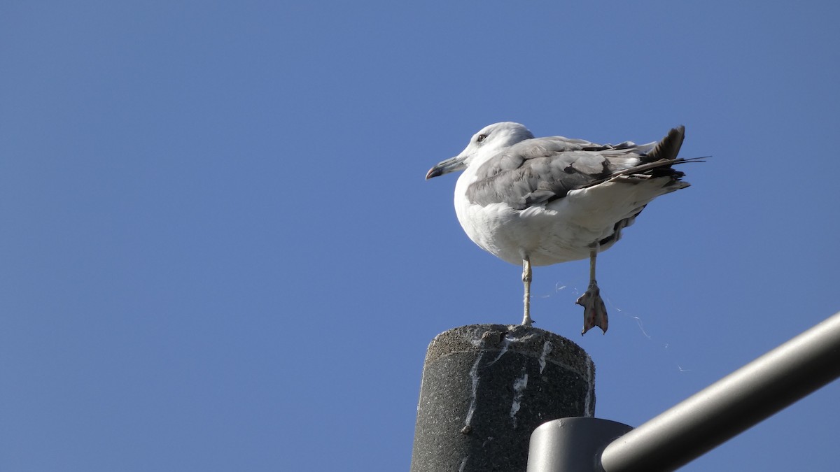Black-tailed Gull - ML640418434