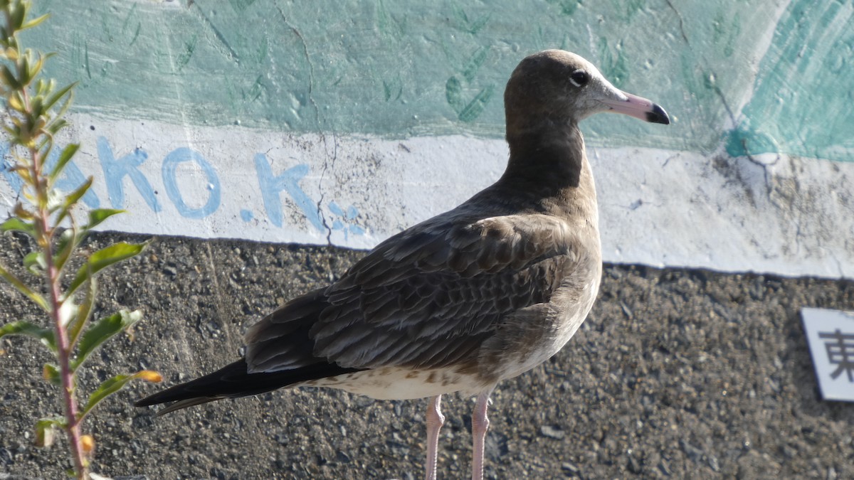 Black-tailed Gull - ML640418442