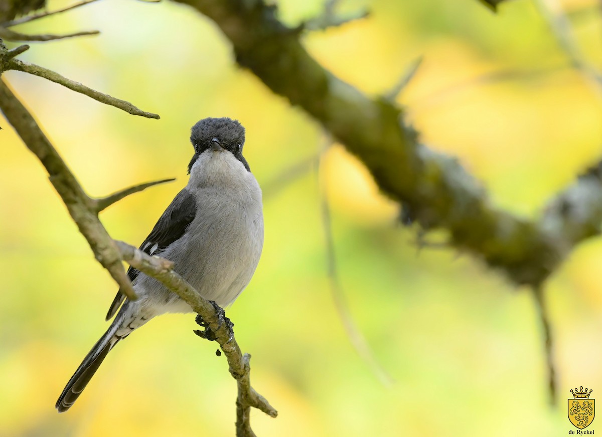 Dılgır Sinekkapan - ML640418448