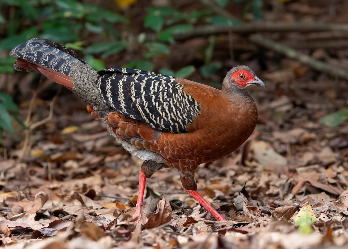 Siamese Fireback - ML640418463