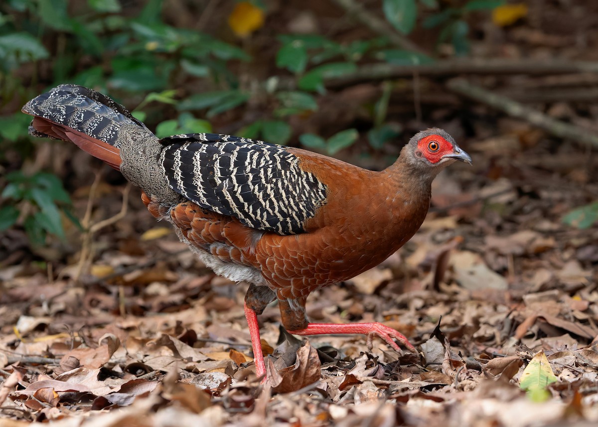Siamese Fireback - ML640418464