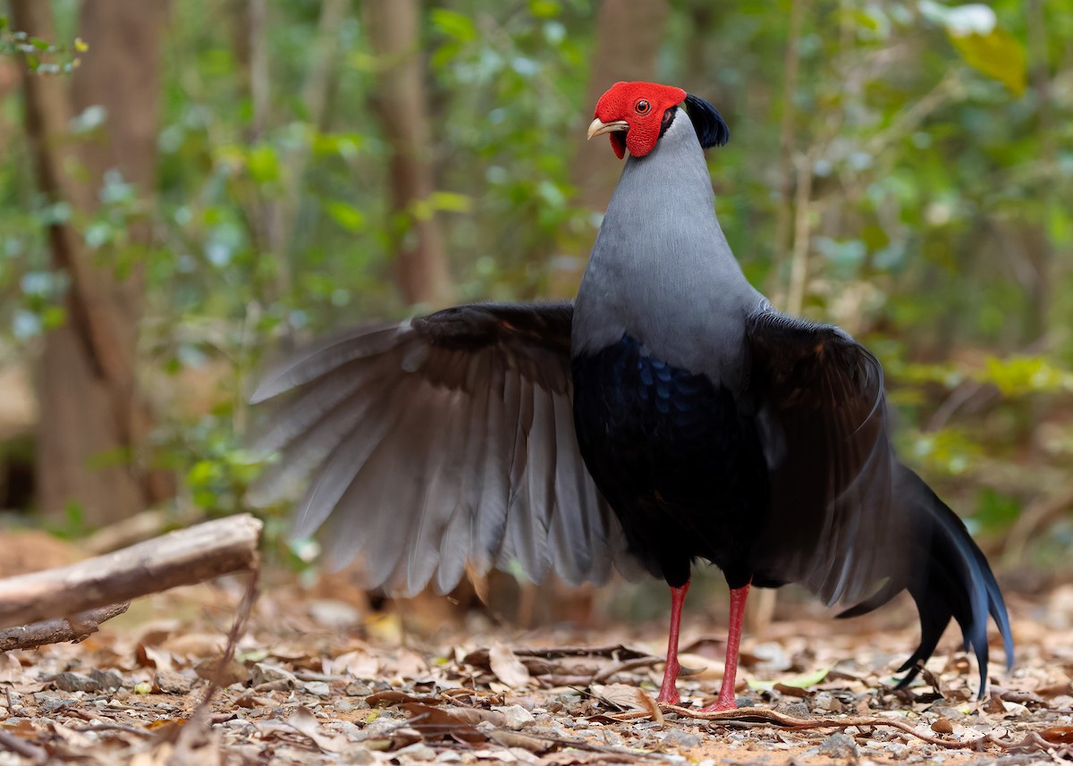 Siamese Fireback - ML640418465