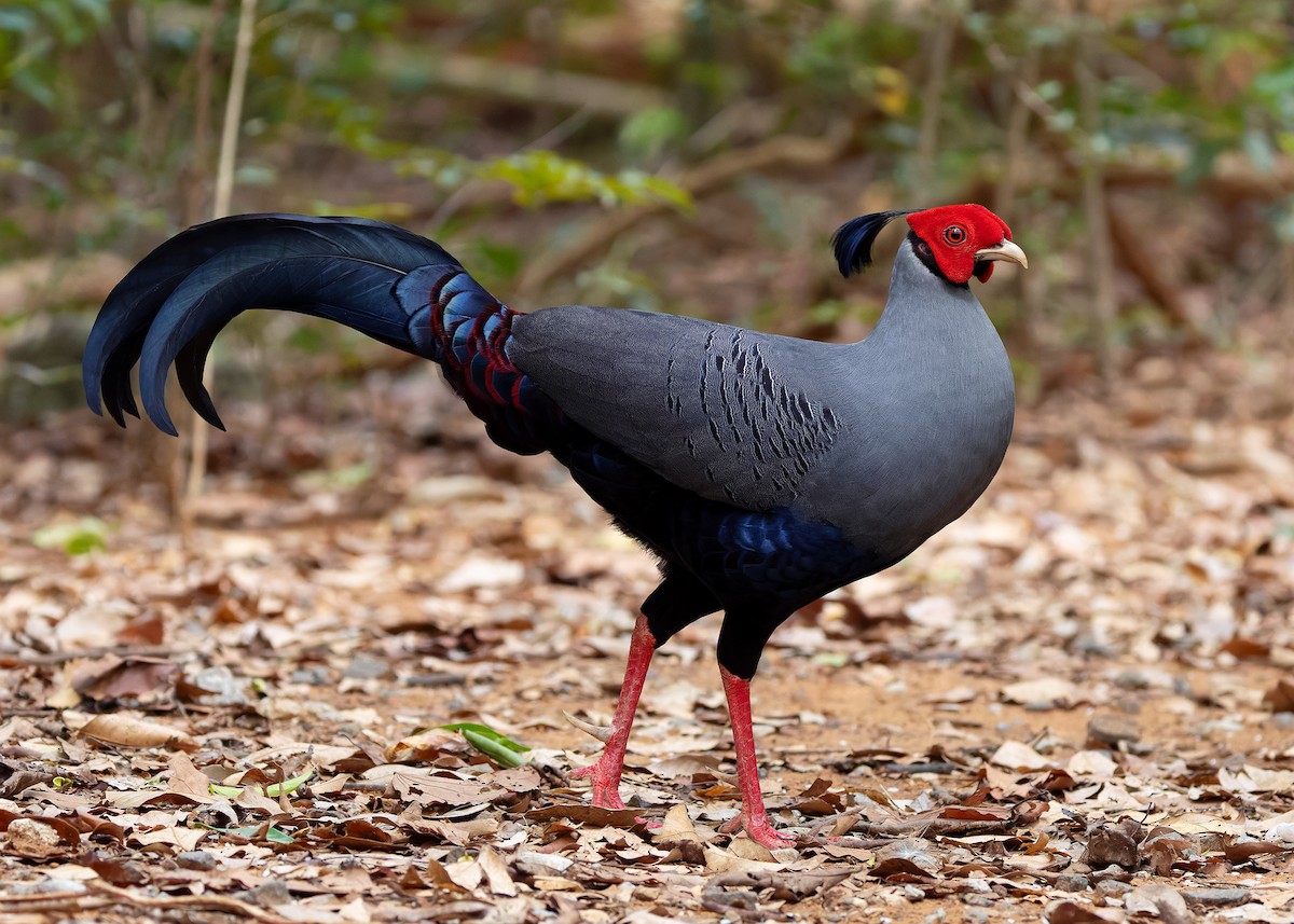 Siamese Fireback - ML640418466