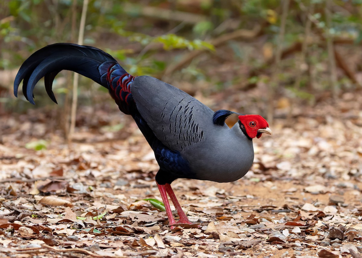 Siamese Fireback - ML640418467