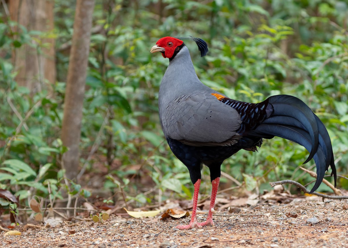Siamese Fireback - ML640418468