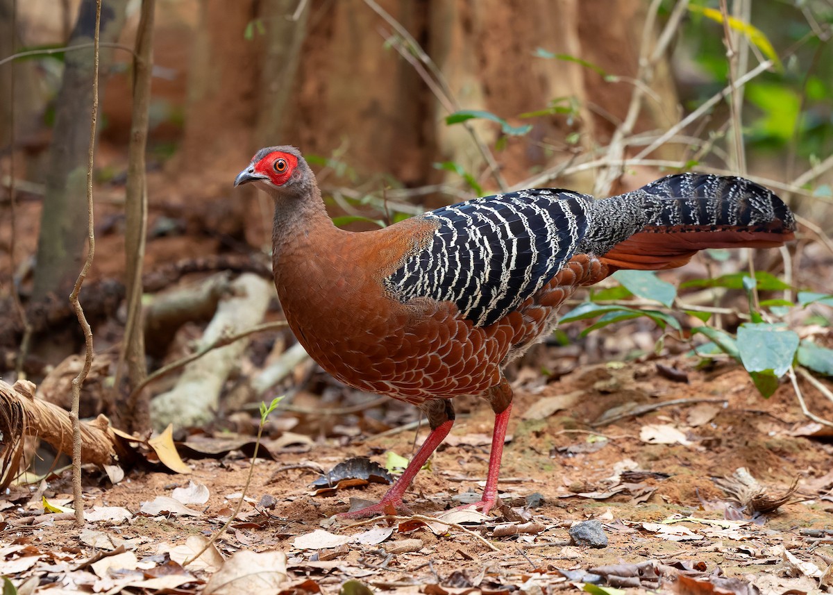 Siamese Fireback - ML640418469