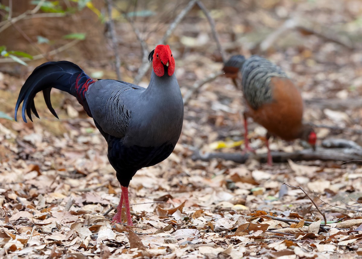 Siamese Fireback - ML640418471