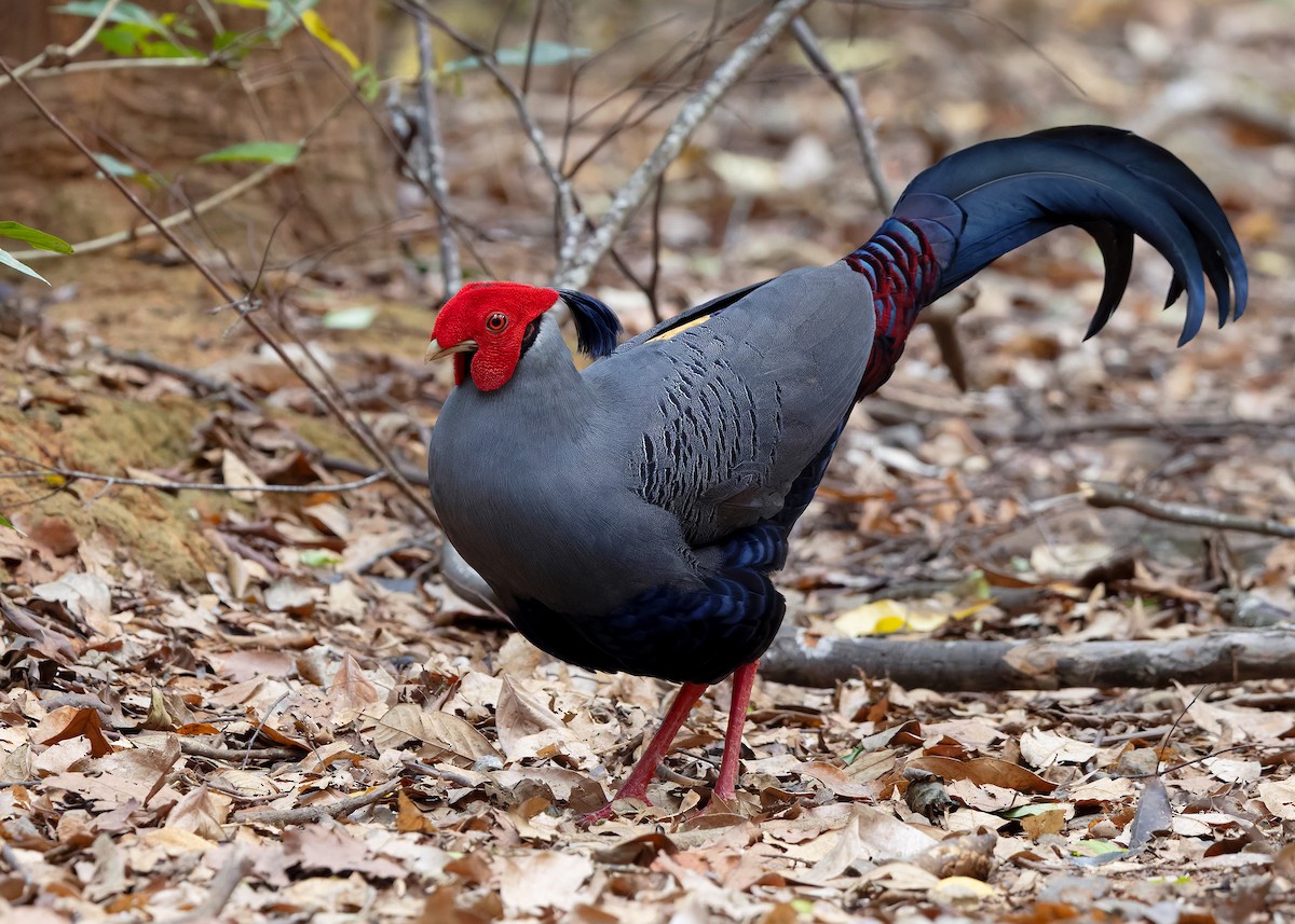 Siamese Fireback - ML640418472