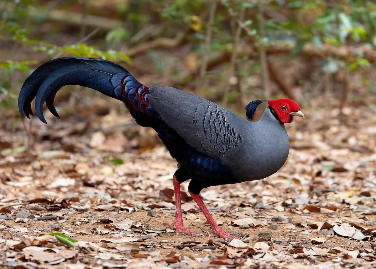 Siamese Fireback - ML640418473