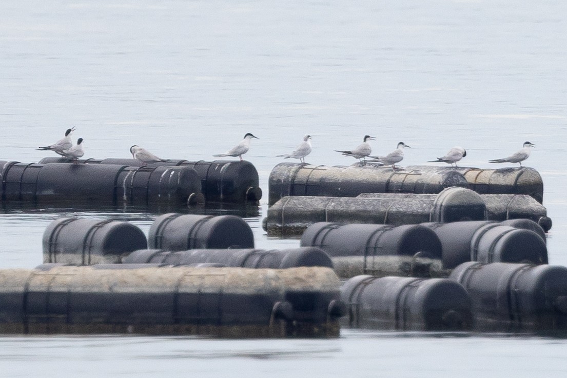 Roseate Tern - ML640418487