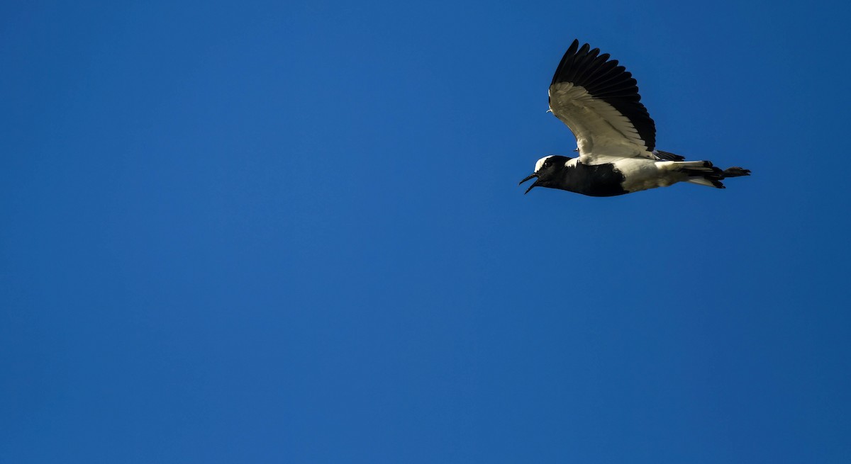 Zırhlı Kızkuşu - ML640418497