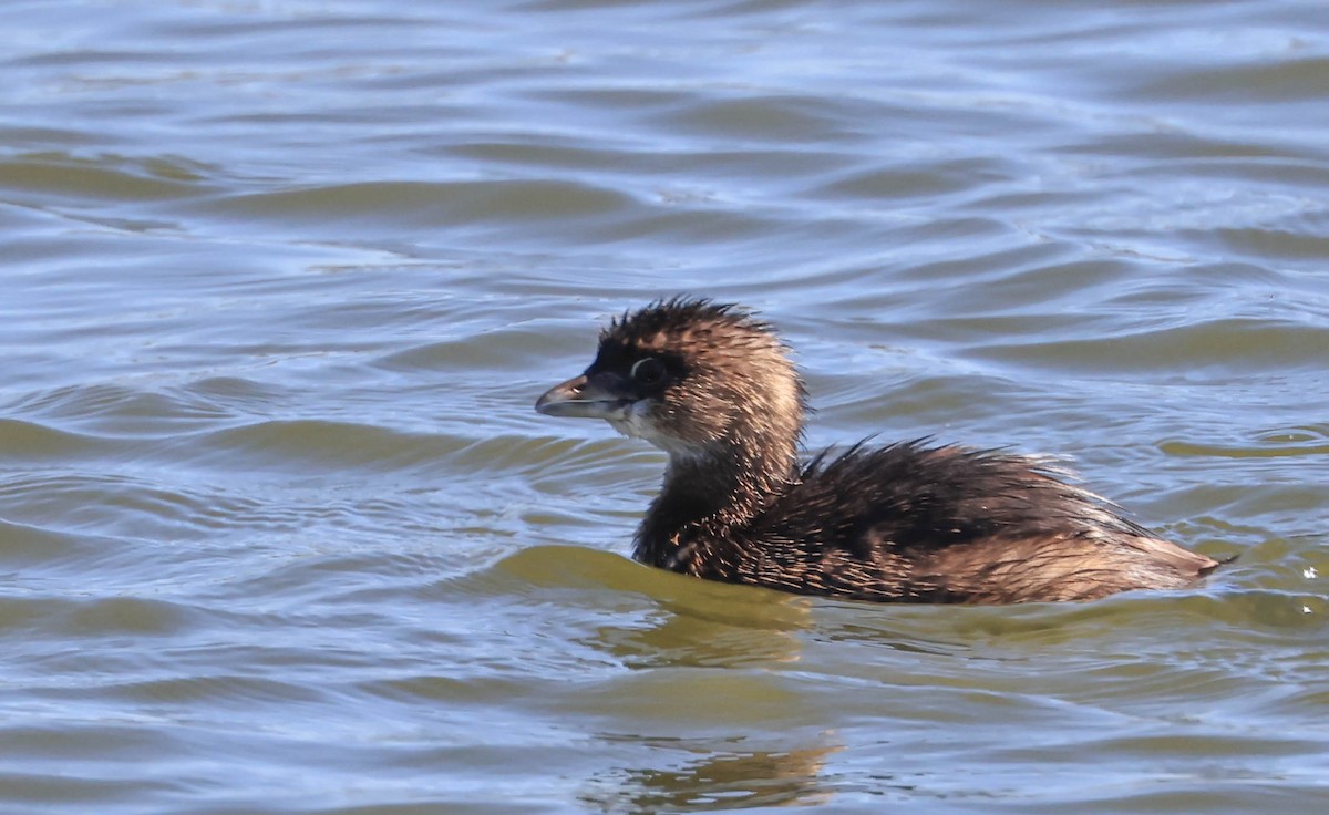 Pied-billed Grebe - ML640418499