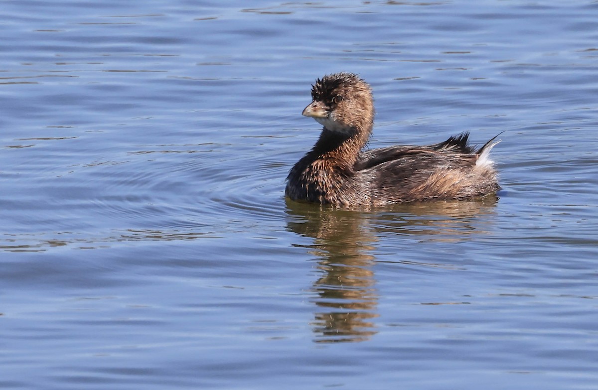 Pied-billed Grebe - ML640418501