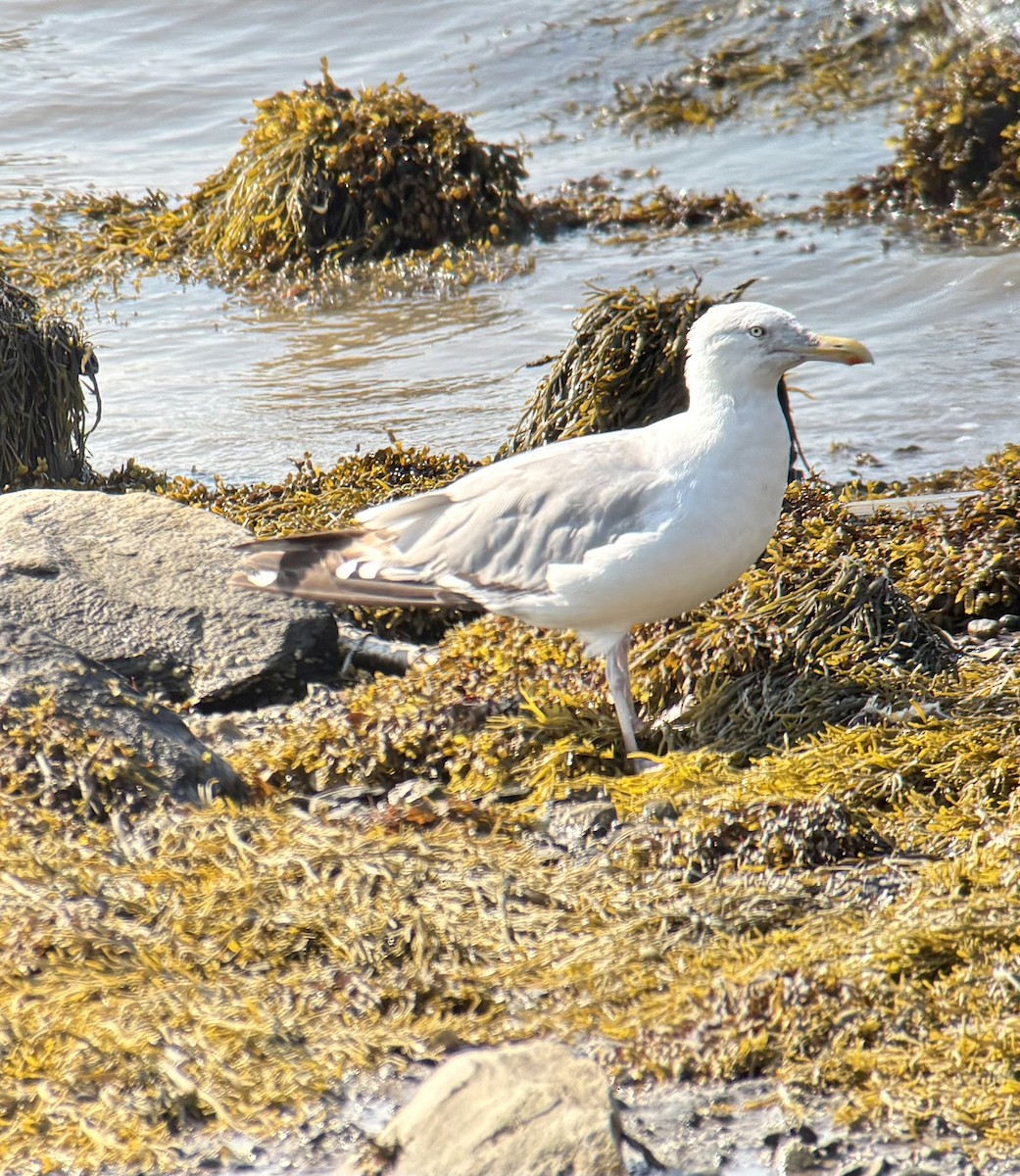American Herring Gull - ML640418511