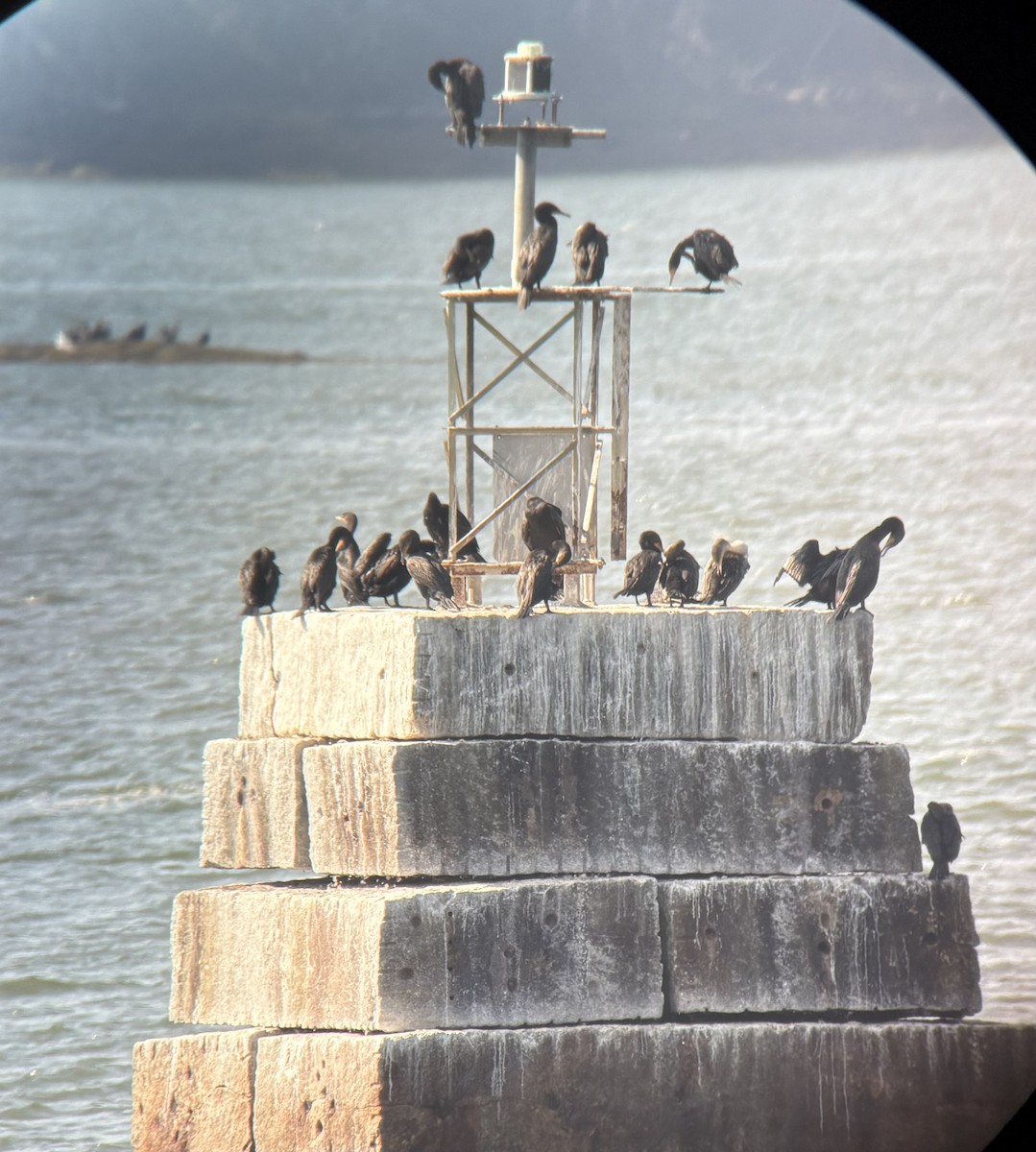 Double-crested Cormorant - ML640418514