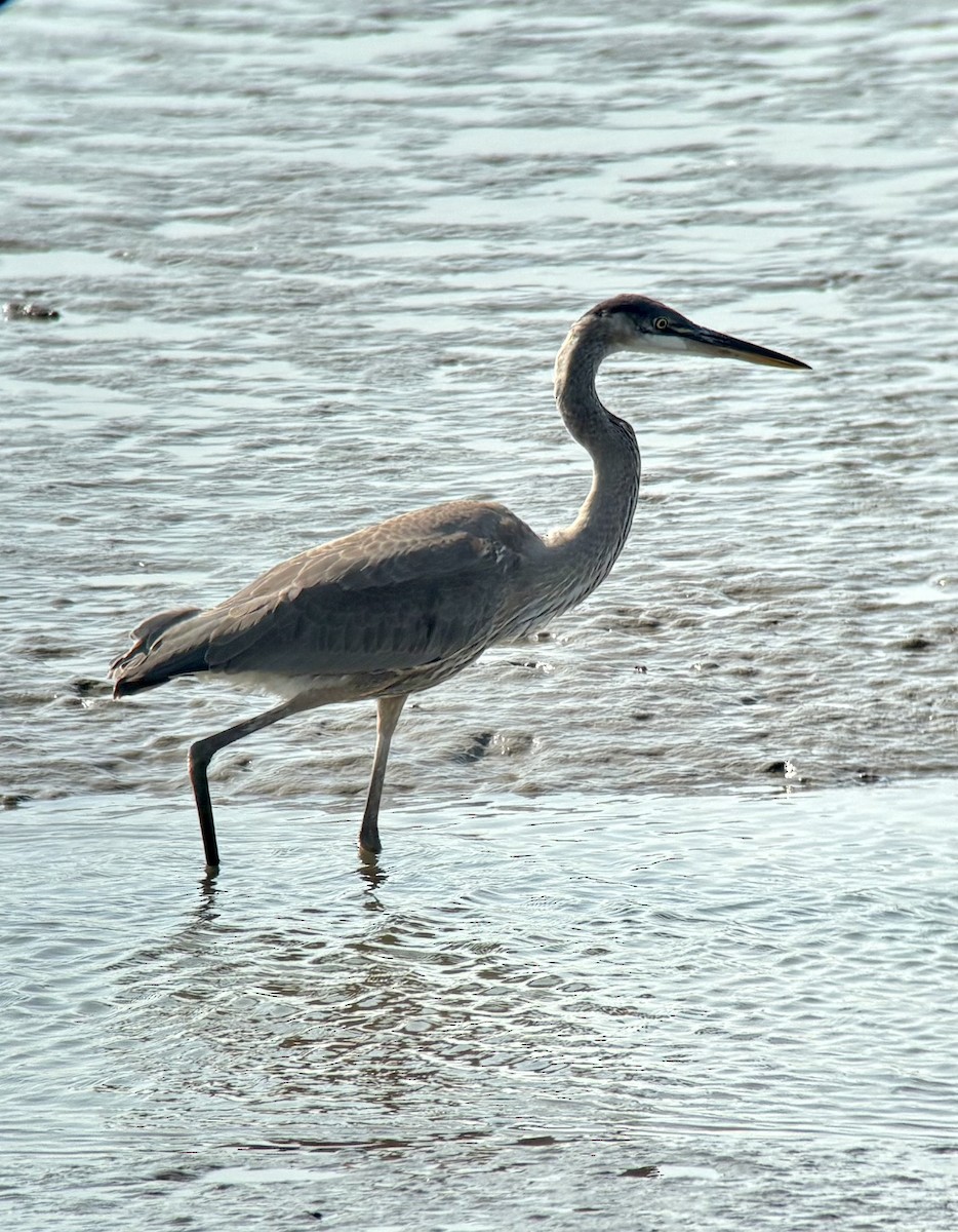 Great Blue Heron - ML640418545