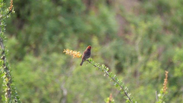 Varied Bunting - ML640418630