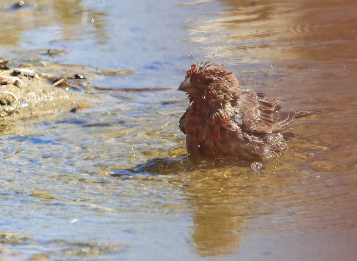 House Finch - ML640418631