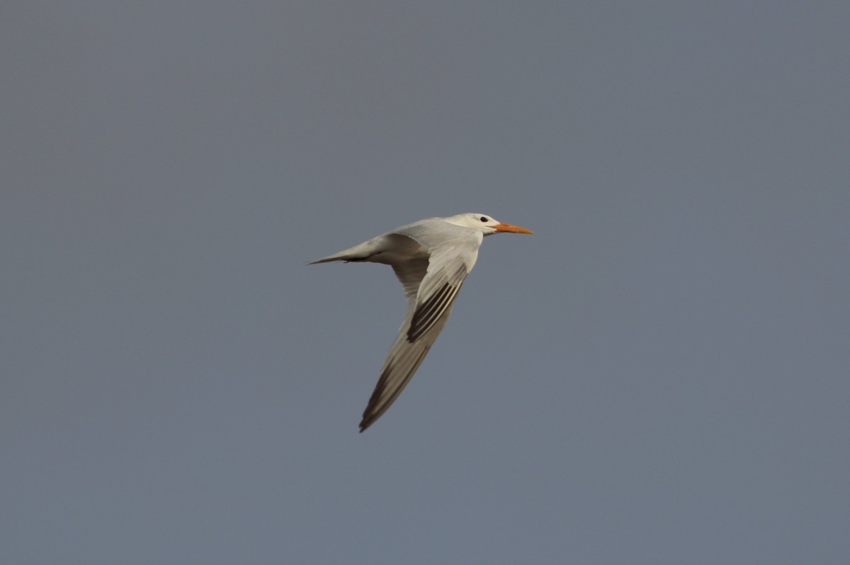 West African Crested Tern - ML640418663