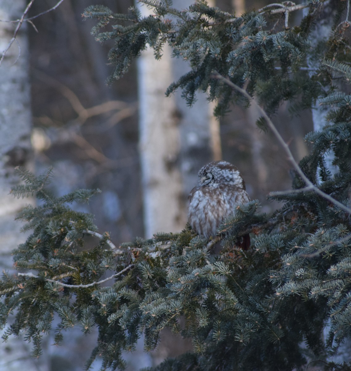 Boreal Owl - ML640418671