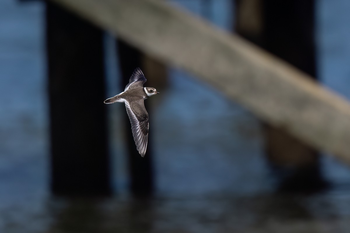 Semipalmated Plover - ML640418705