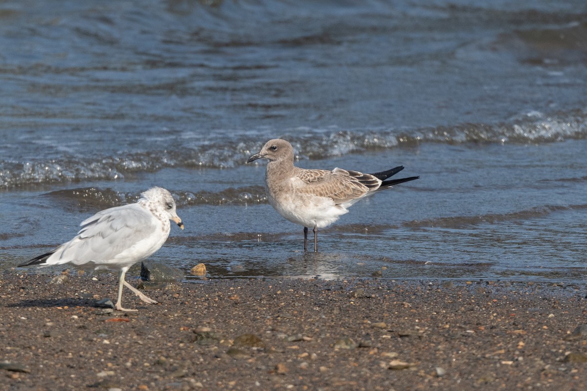 Laughing Gull - ML640418718