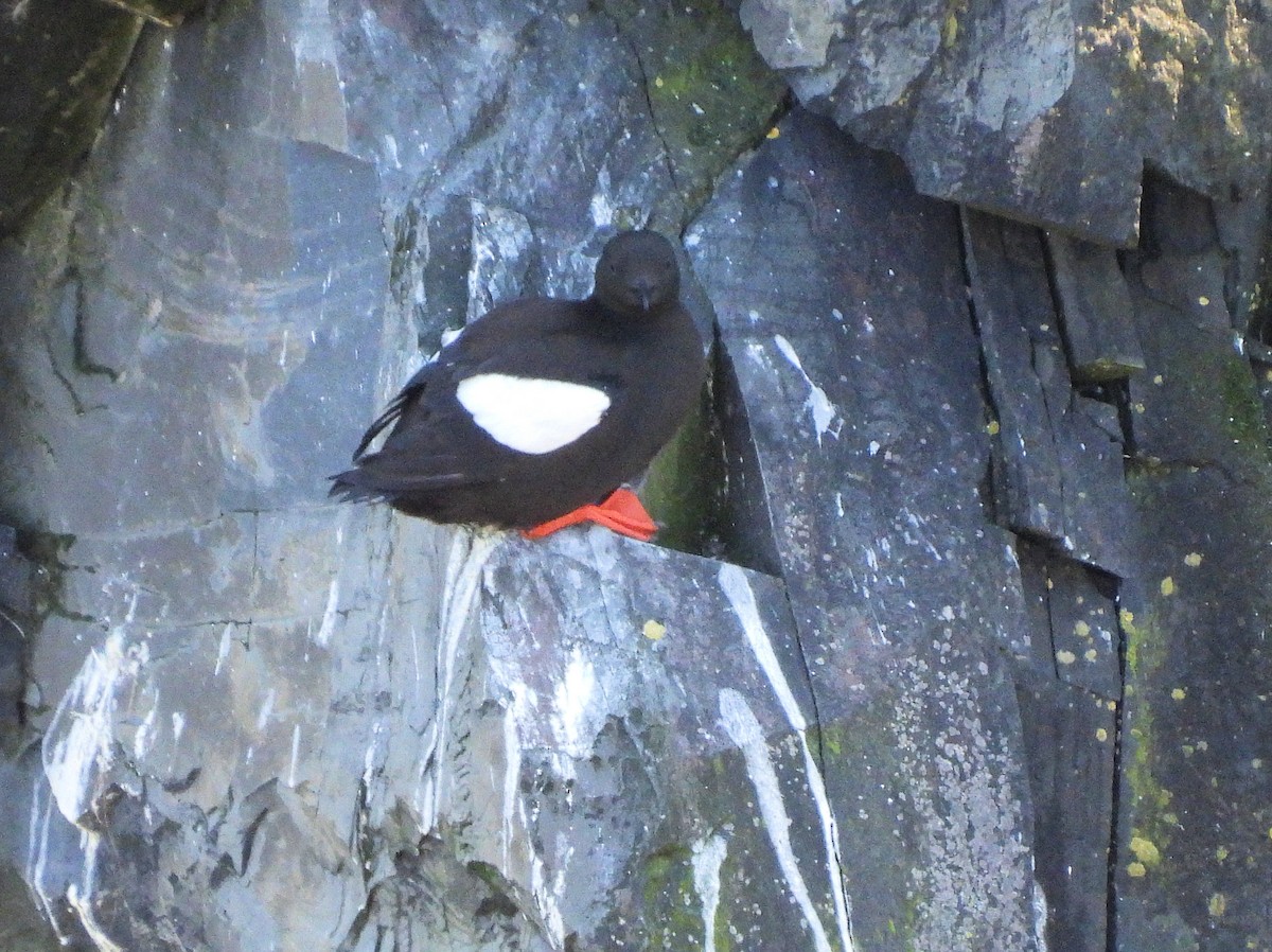Black Guillemot - ML640418721