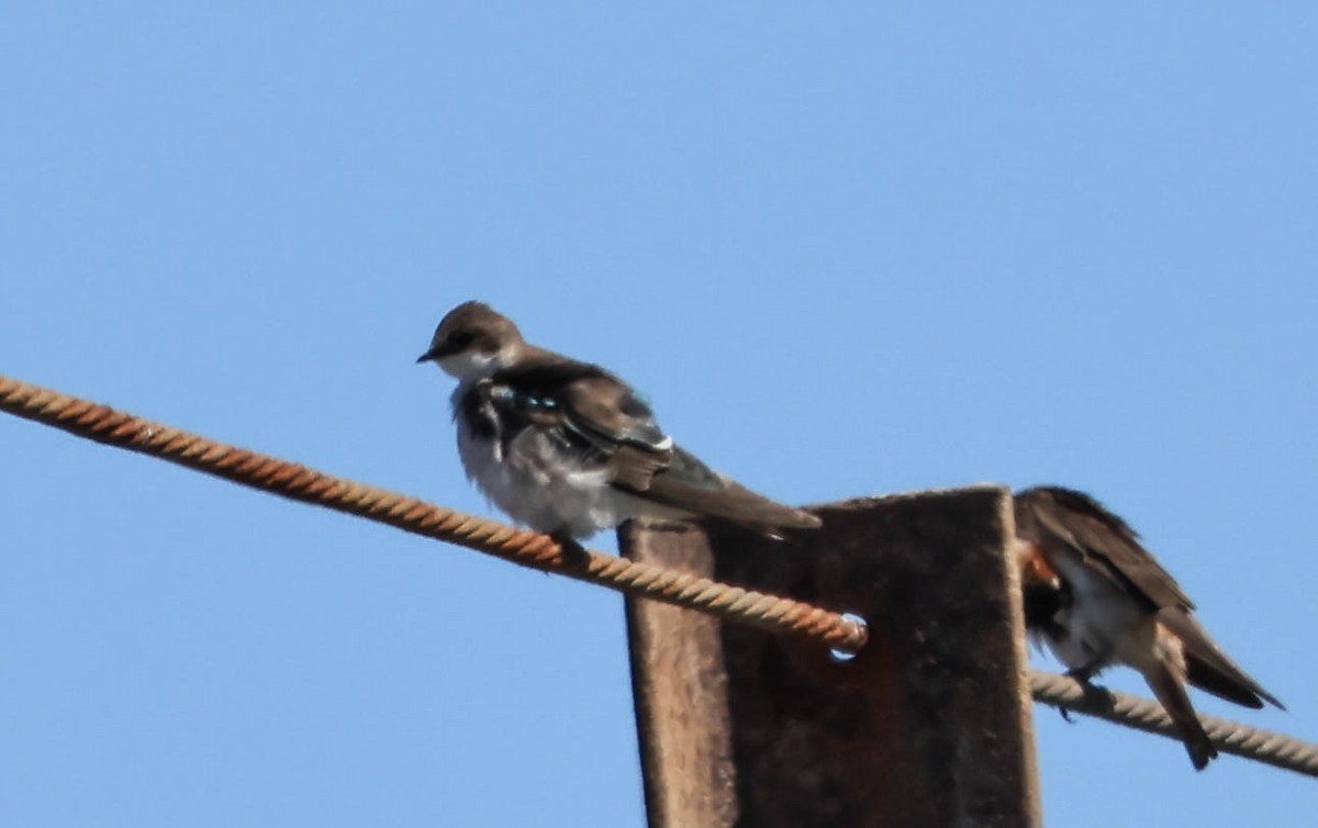 Tree Swallow - ML640418723