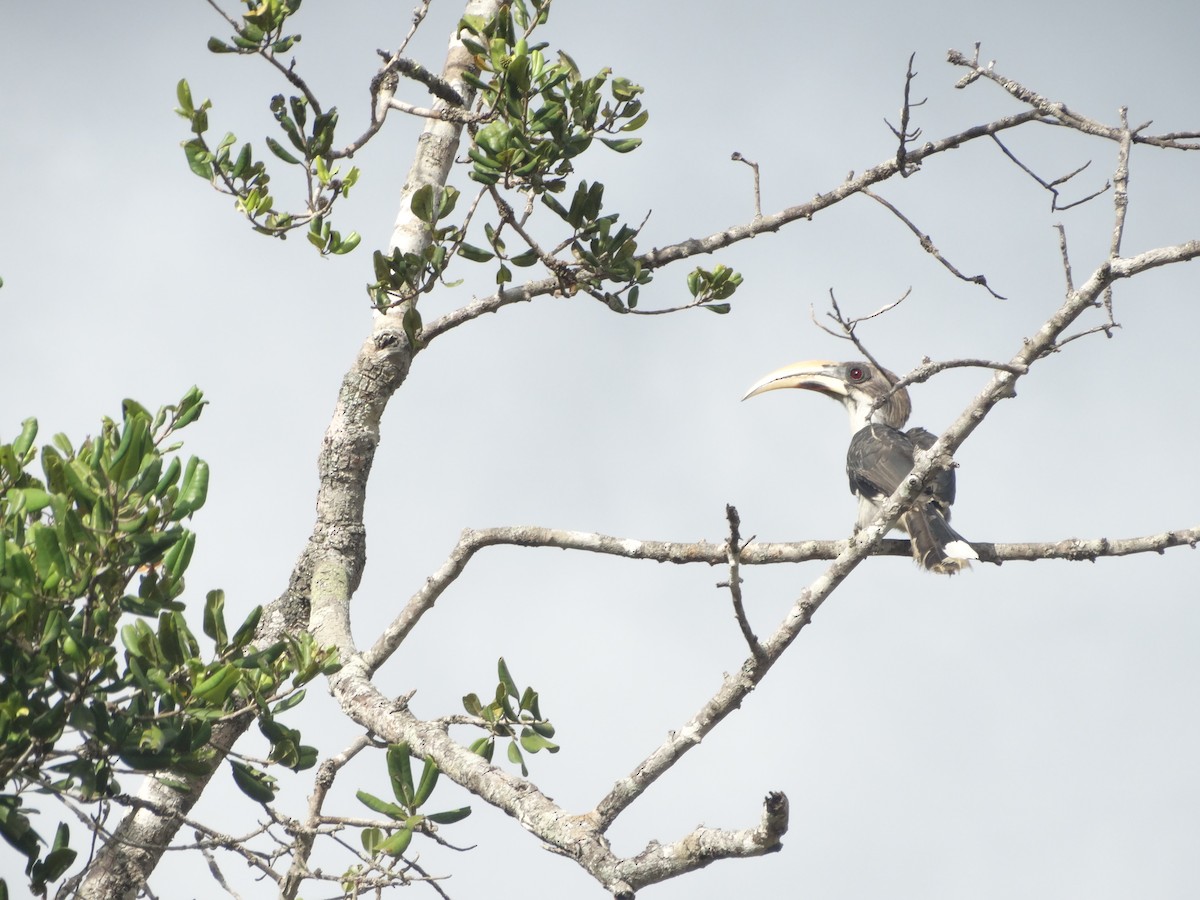 Sri Lanka Gray Hornbill - ML640418724