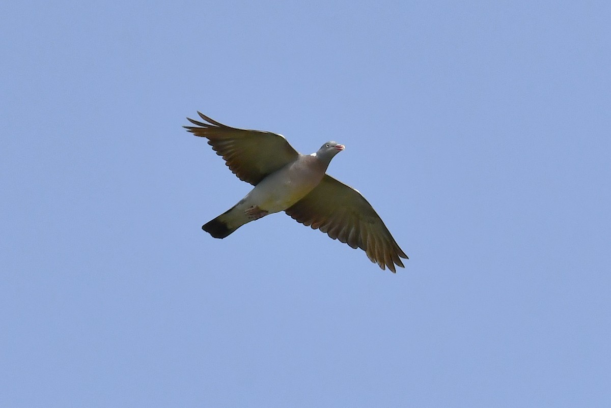 Common Wood-Pigeon - ML640418726