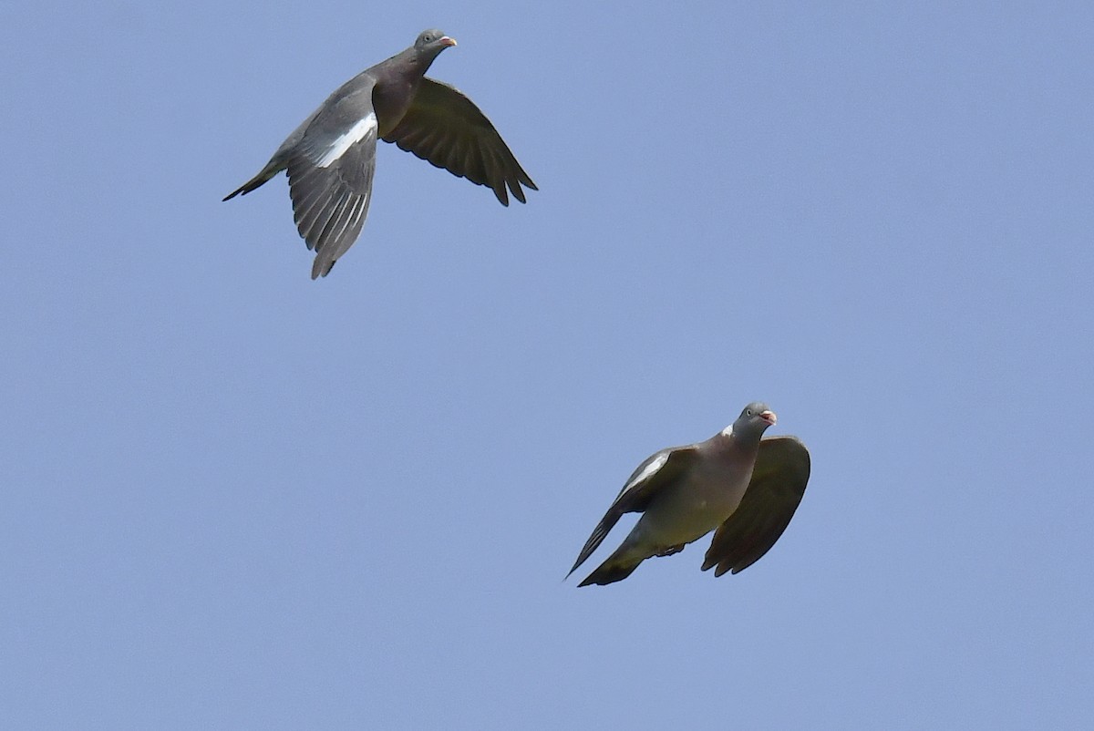 Common Wood-Pigeon - ML640418727