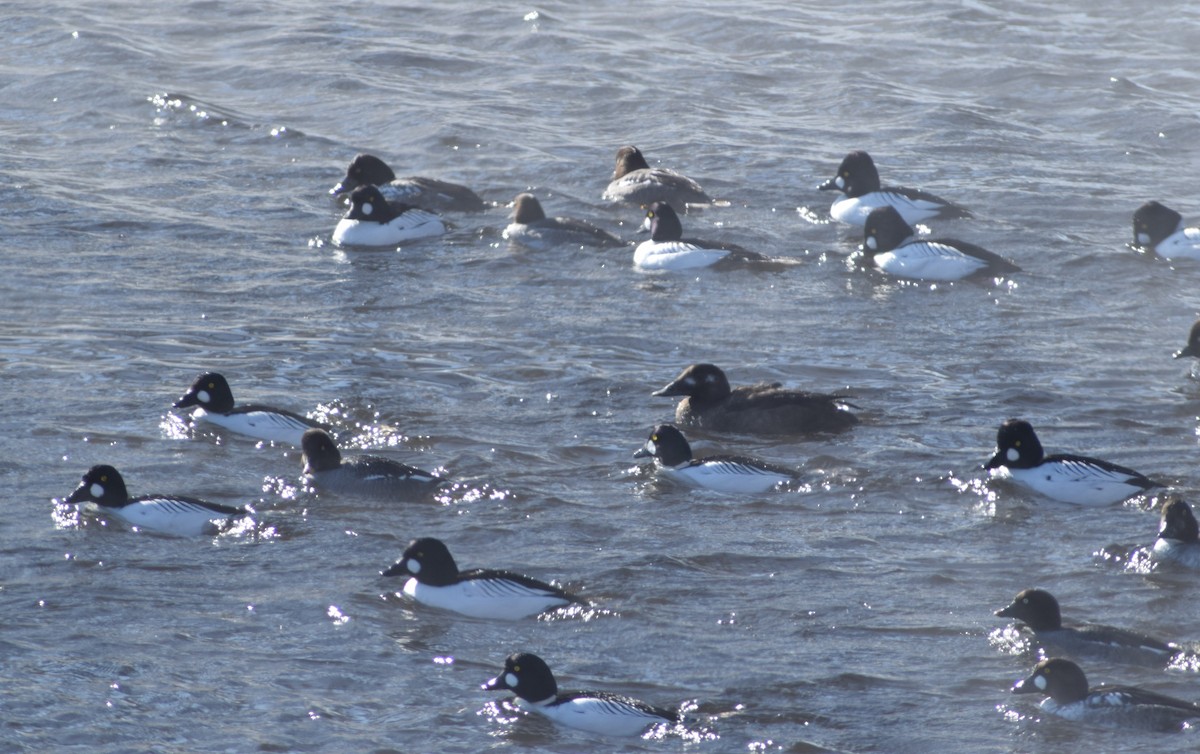 White-winged Scoter - ML640418729
