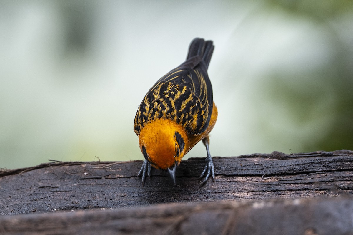 Golden Tanager - ML640418730