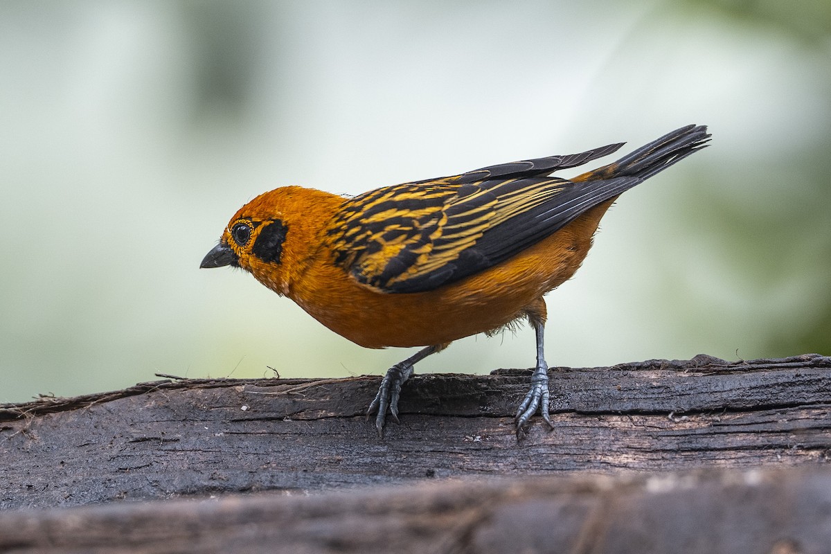 Golden Tanager - ML640418731