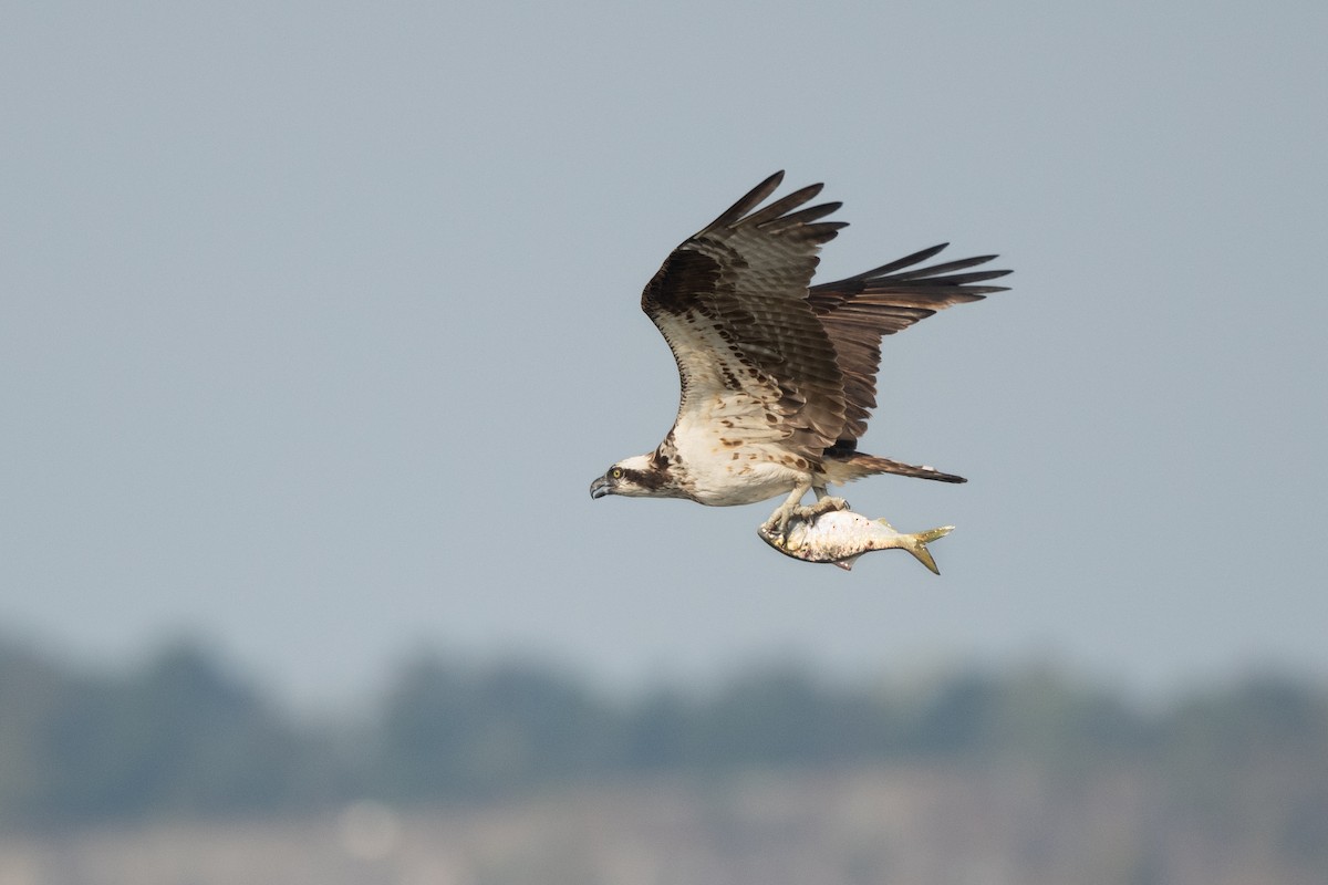 Osprey - ML640418732