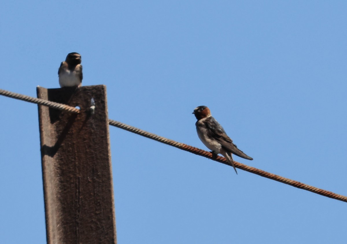 Cliff Swallow - ML640418734