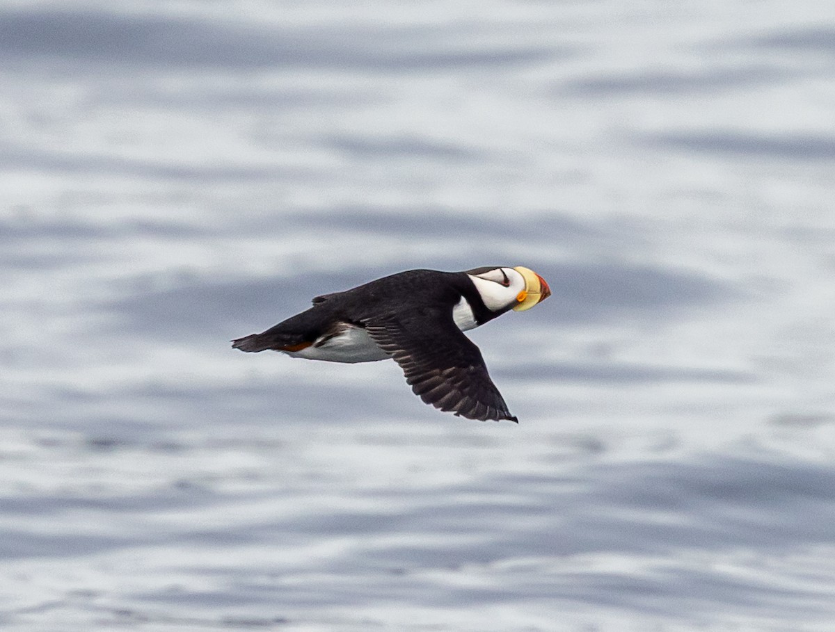 Horned Puffin - ML640418735