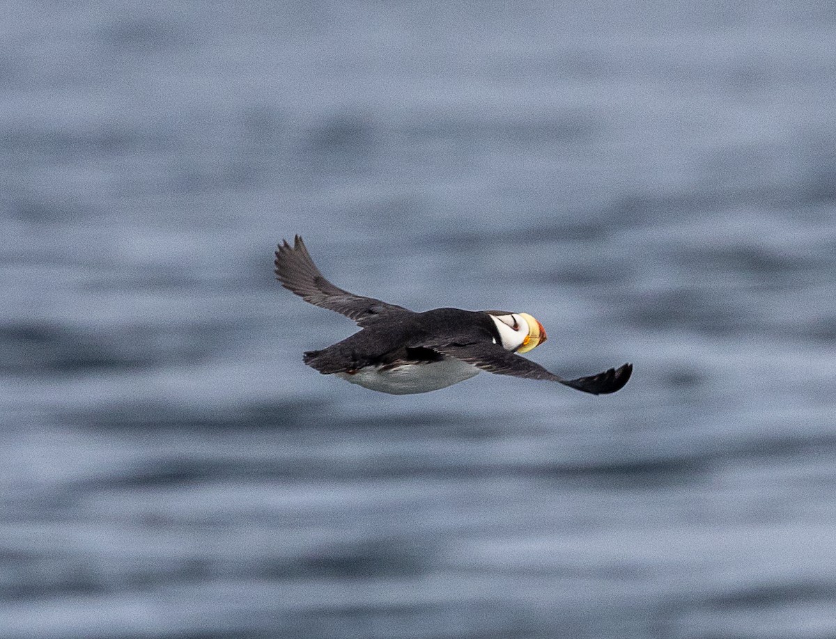 Horned Puffin - ML640418736