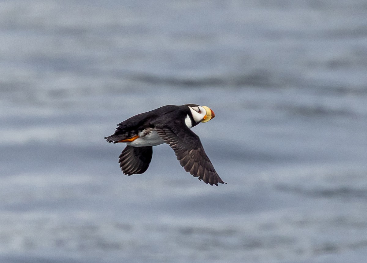Horned Puffin - ML640418737