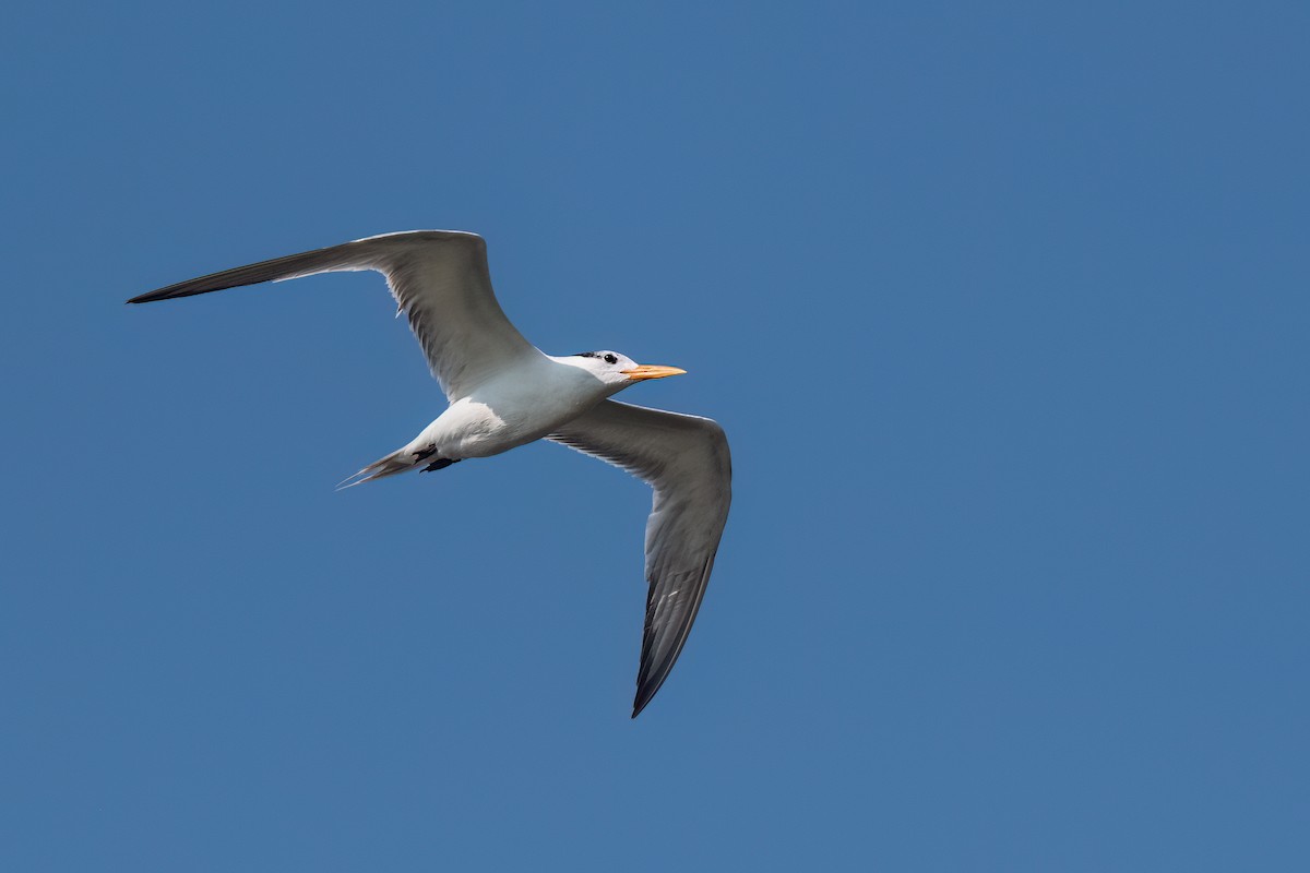 Royal Tern - ML640418739