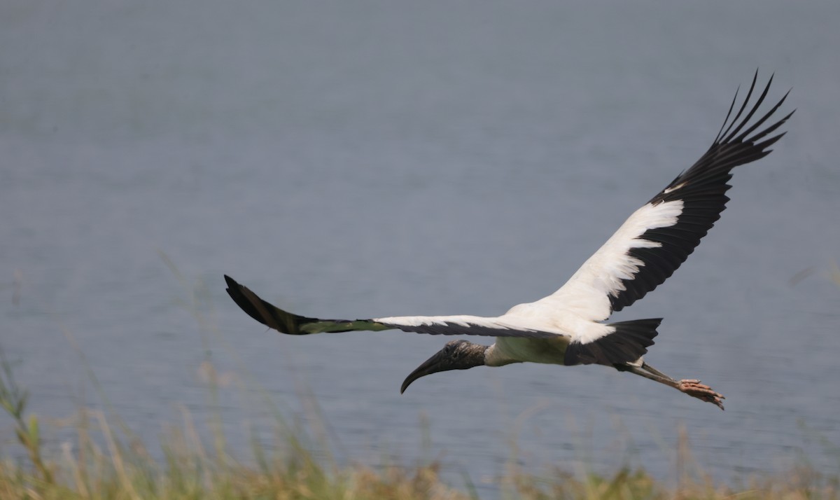 Wood Stork - ML640418740